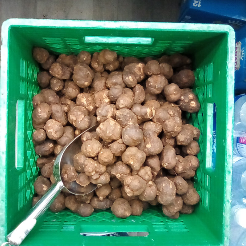 Indian koorka/lb